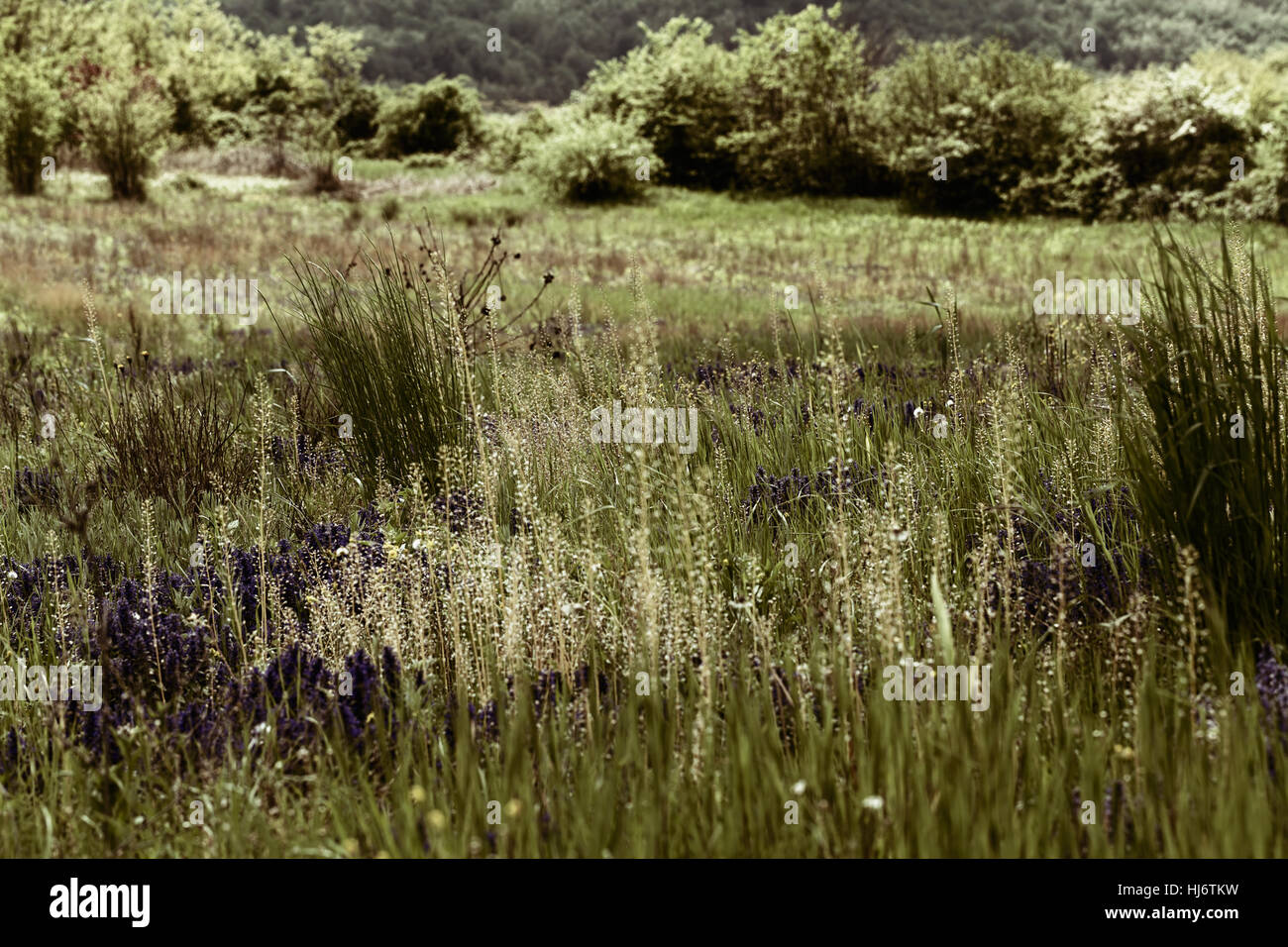 Des herbes sauvages et des fleurs sur le terrain, note faible profondeur de champ Banque D'Images