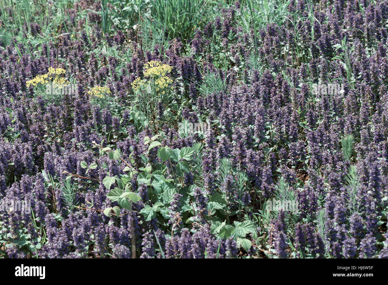 Fleurs sauvages de différentes couleurs sur le terrain, note faible profondeur de champ Banque D'Images