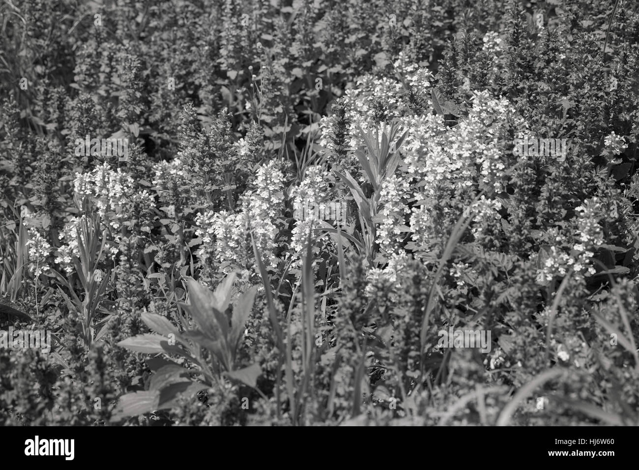 Fleurs sauvages de différentes couleurs sur le terrain, note faible profondeur de champ Banque D'Images