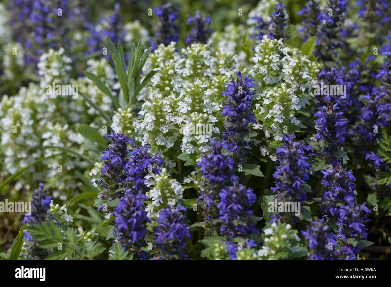 Fleurs sauvages de différentes couleurs sur le terrain, note faible profondeur de champ Banque D'Images