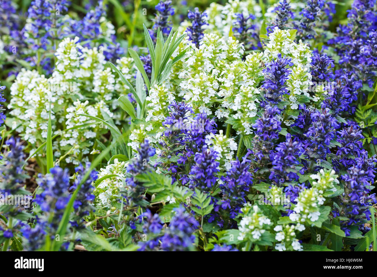 Fleurs sauvages de différentes couleurs sur le terrain, note faible profondeur de champ Banque D'Images