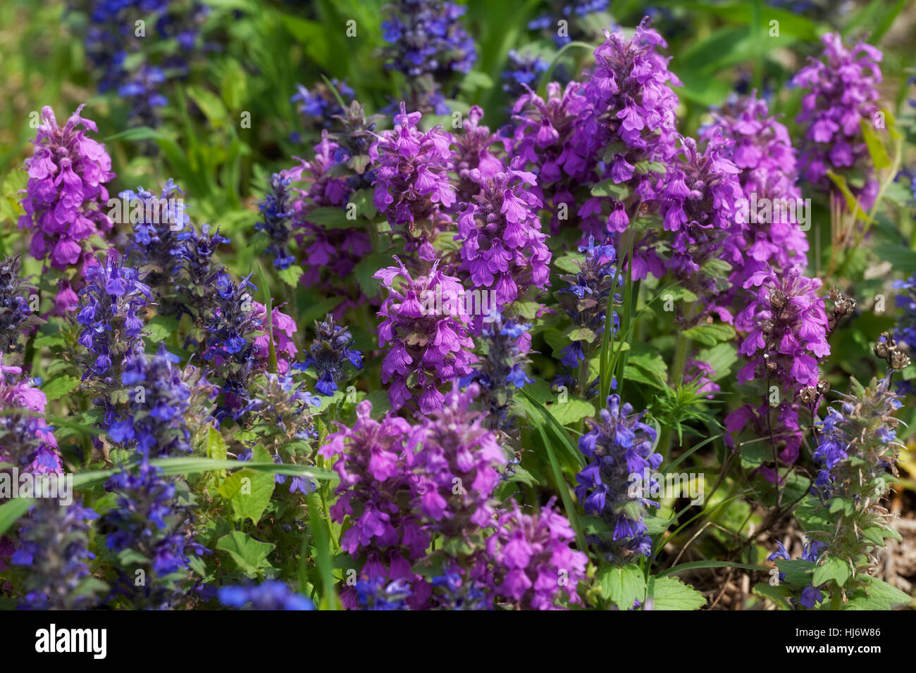 Fleurs sauvages de différentes couleurs sur le terrain, note faible profondeur de champ Banque D'Images