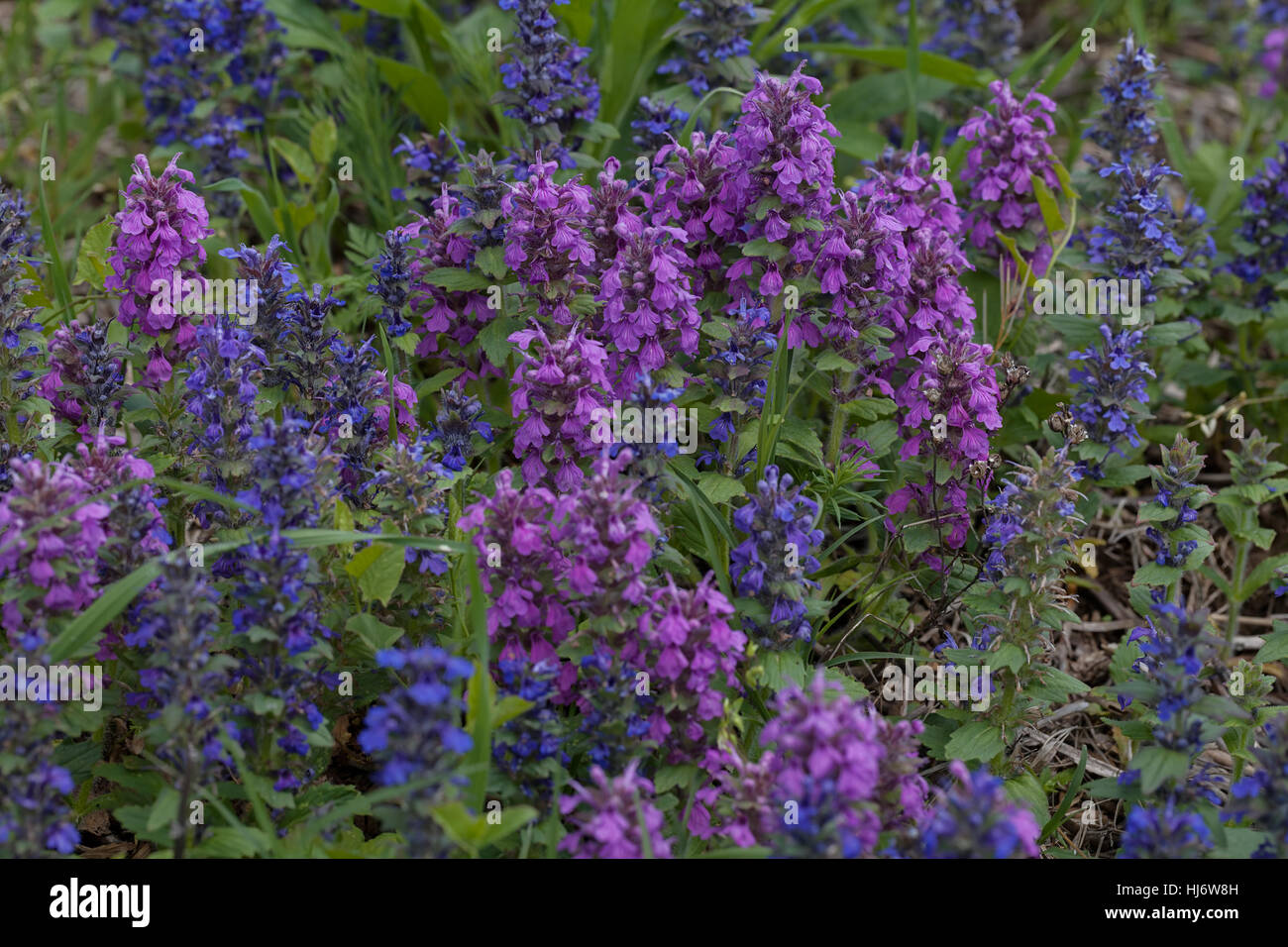 Fleurs sauvages de différentes couleurs sur le terrain, note faible profondeur de champ Banque D'Images