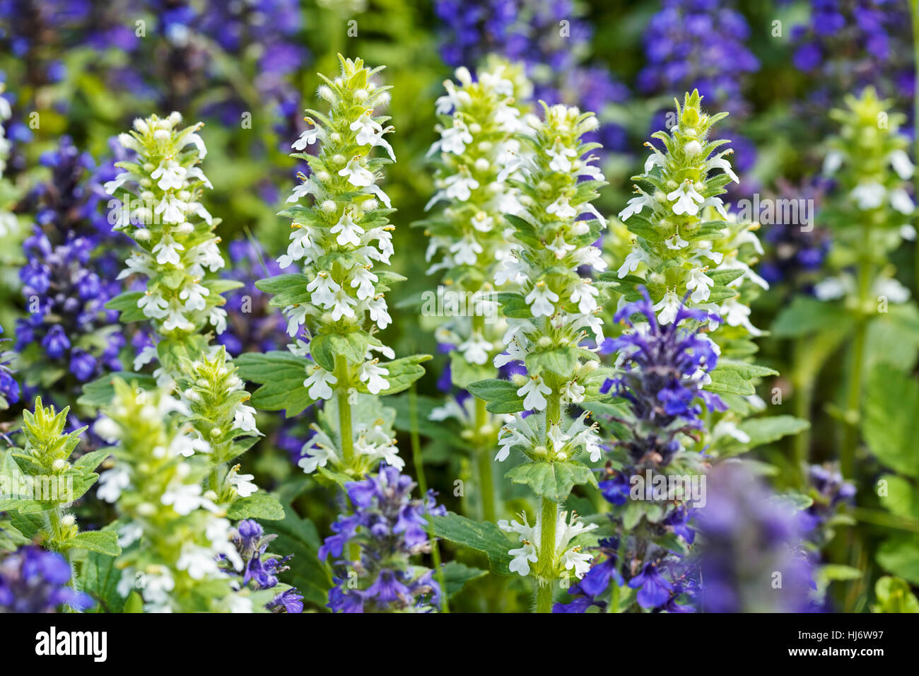 Fleurs sauvages de différentes couleurs sur le terrain, note faible profondeur de champ Banque D'Images