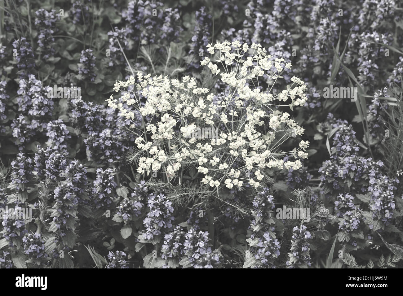 Fleurs sauvages de différentes couleurs sur le terrain, note faible profondeur de champ Banque D'Images