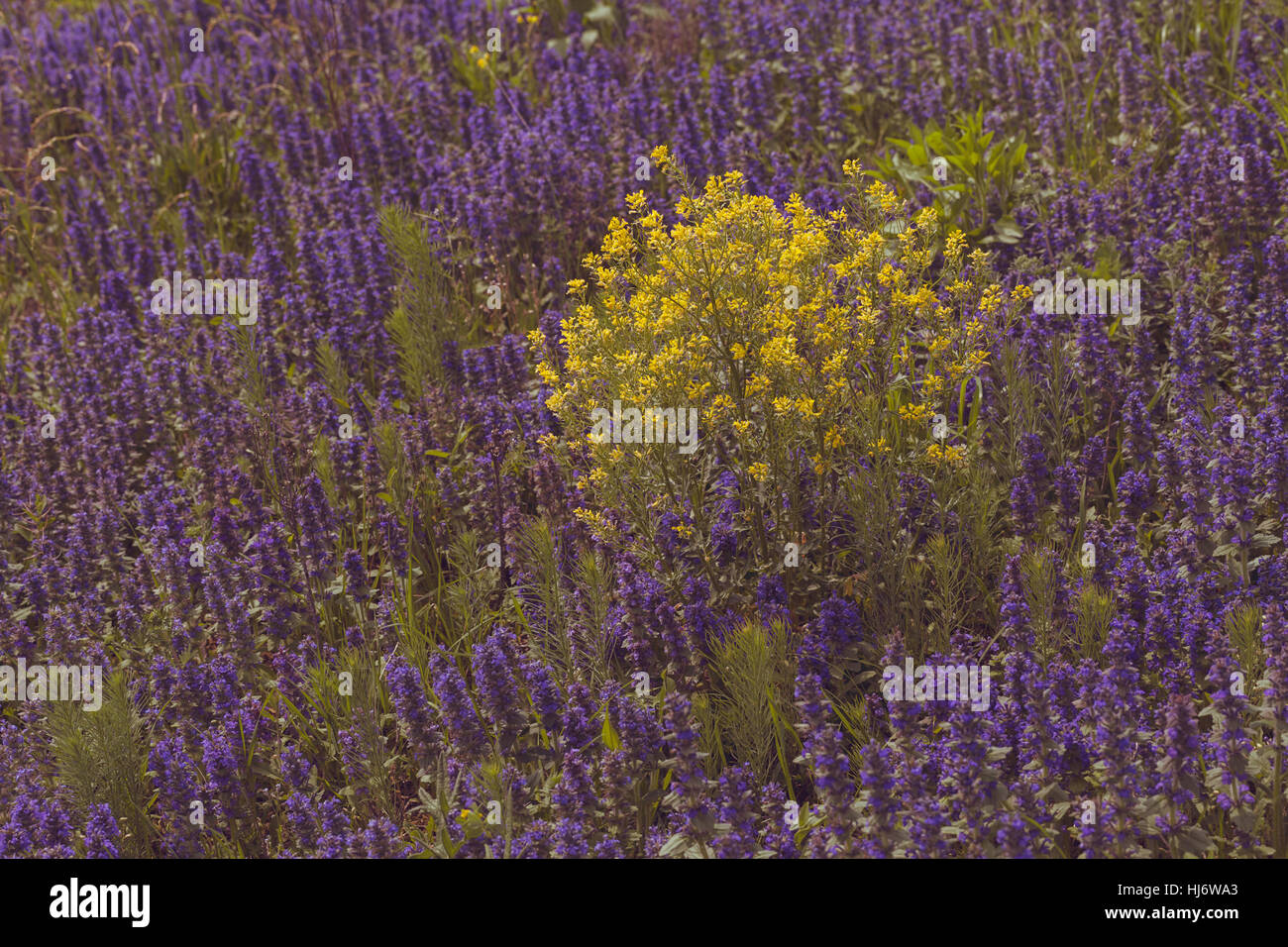 Fleurs sauvages de différentes couleurs sur le terrain, note faible profondeur de champ Banque D'Images