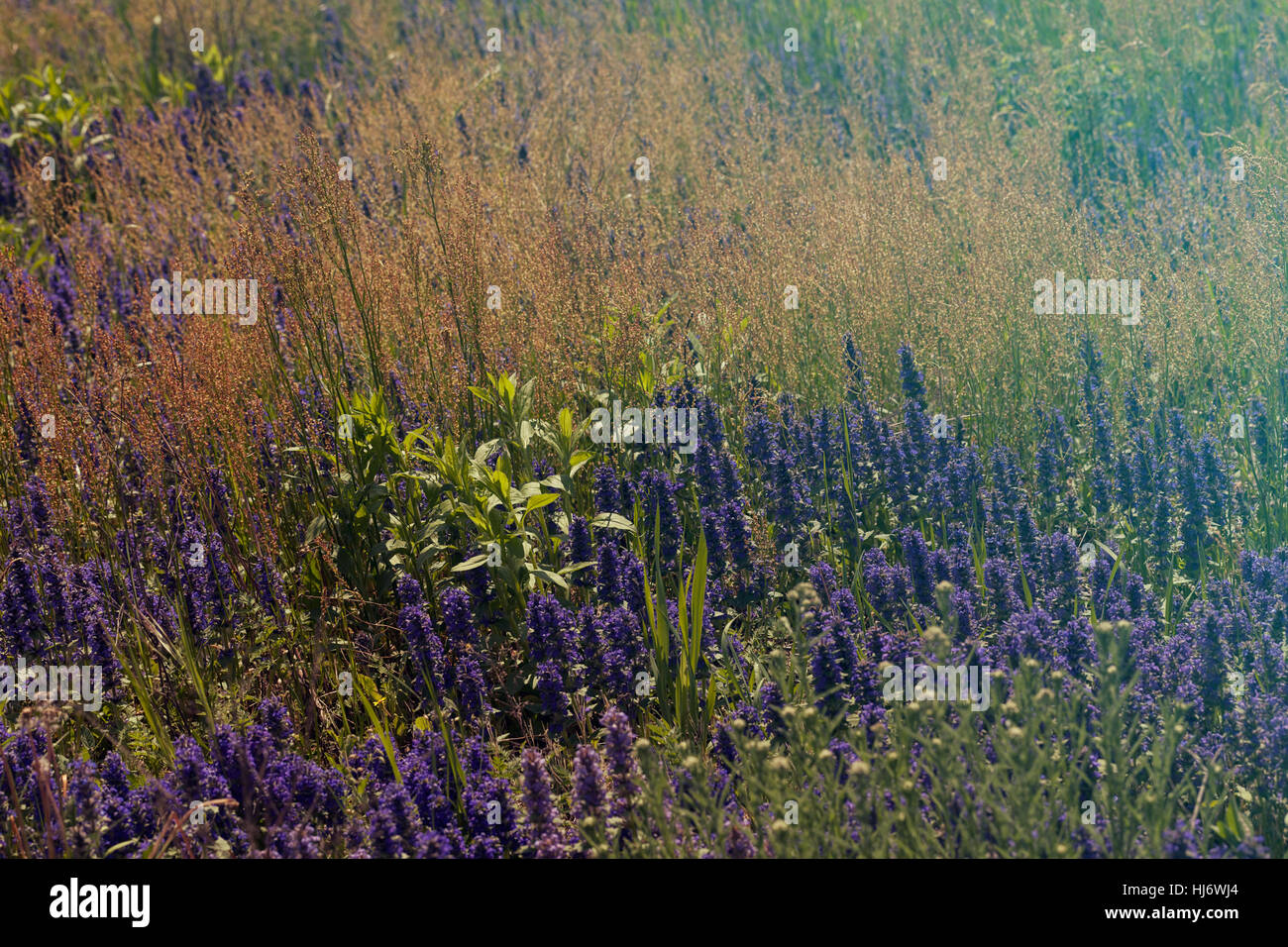Fleurs sauvages de différentes couleurs sur le terrain, note faible profondeur de champ Banque D'Images