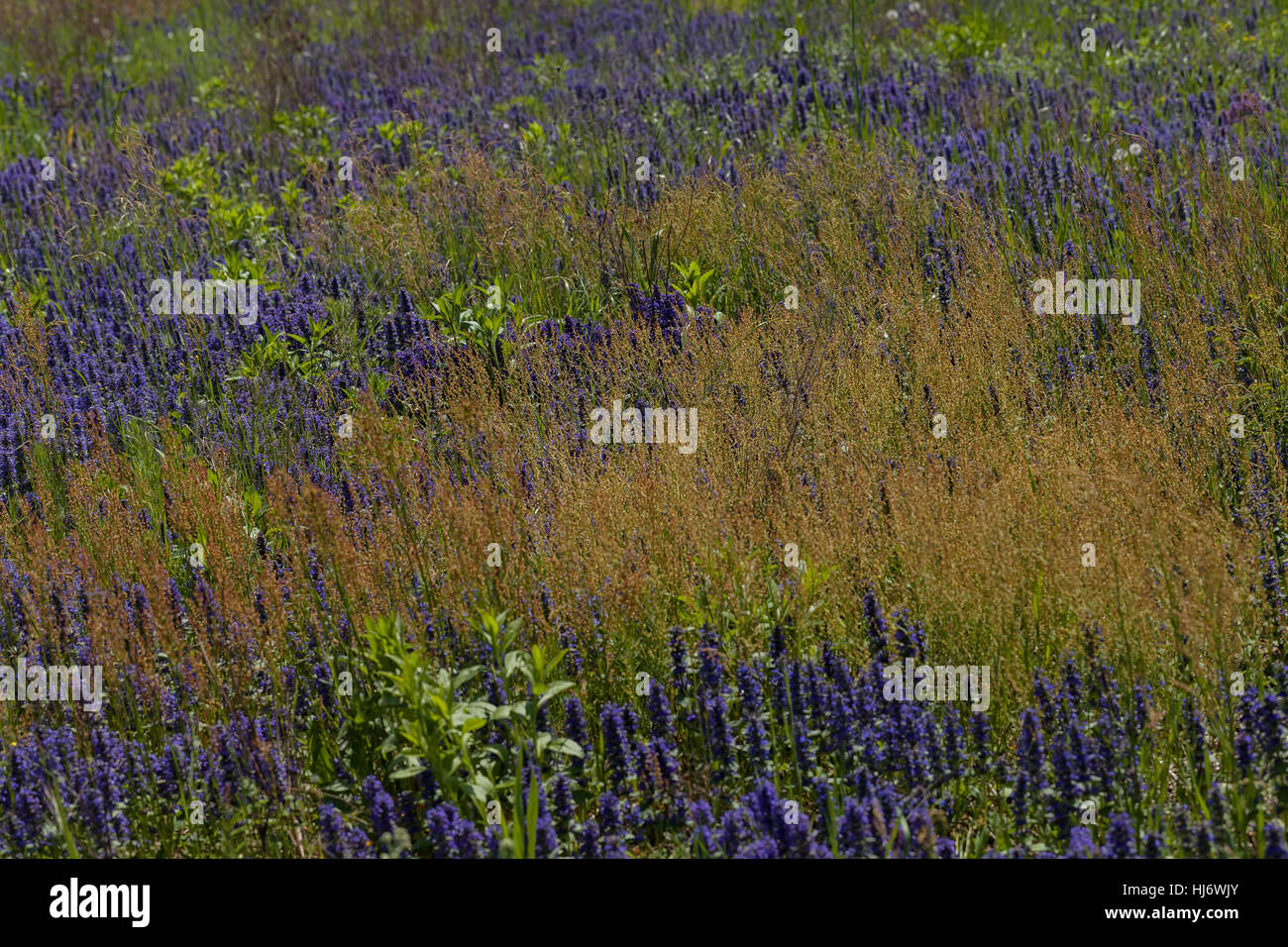 Fleurs sauvages de différentes couleurs sur le terrain, note faible profondeur de champ Banque D'Images