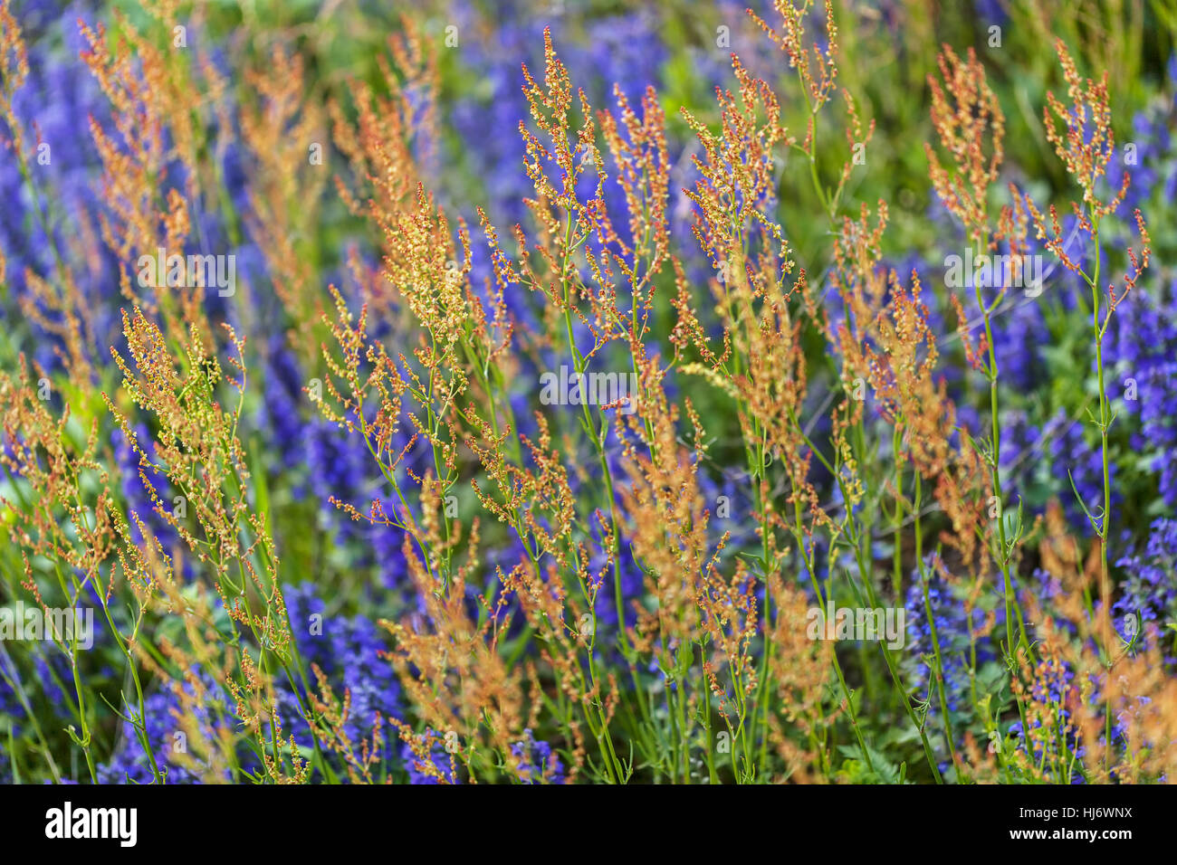 Fleurs sauvages de différentes couleurs sur le terrain, note faible profondeur de champ Banque D'Images