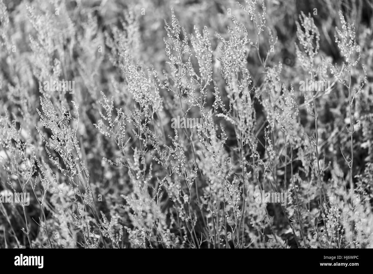 Fleurs sauvages de différentes couleurs sur le terrain, note faible profondeur de champ Banque D'Images