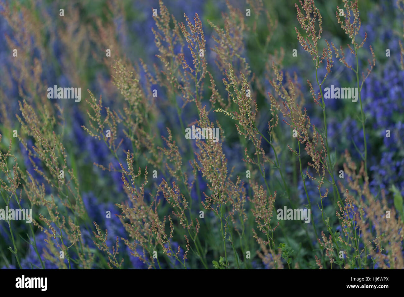 Fleurs sauvages de différentes couleurs sur le terrain, note faible profondeur de champ Banque D'Images