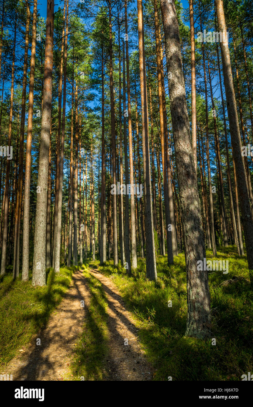 Petit chemin de terre dans une pinède Banque D'Images