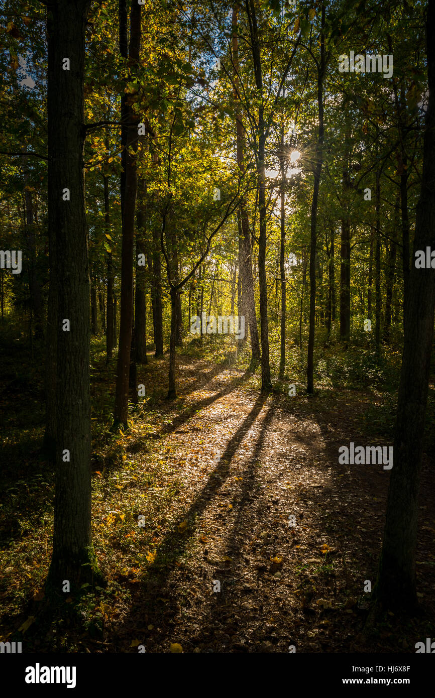 Forêt sur une journée ensoleillée avec une douche à effet pluie et les ombres des arbres photo Banque D'Images