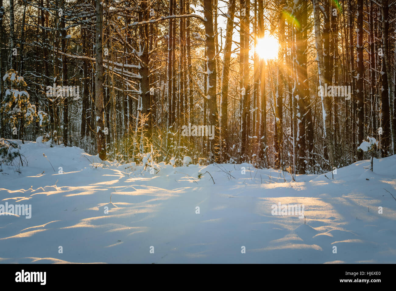 La lumière du soleil qui brillait à travers les arbres couverts de neige en hiver forêt durant le coucher du soleil photo Banque D'Images