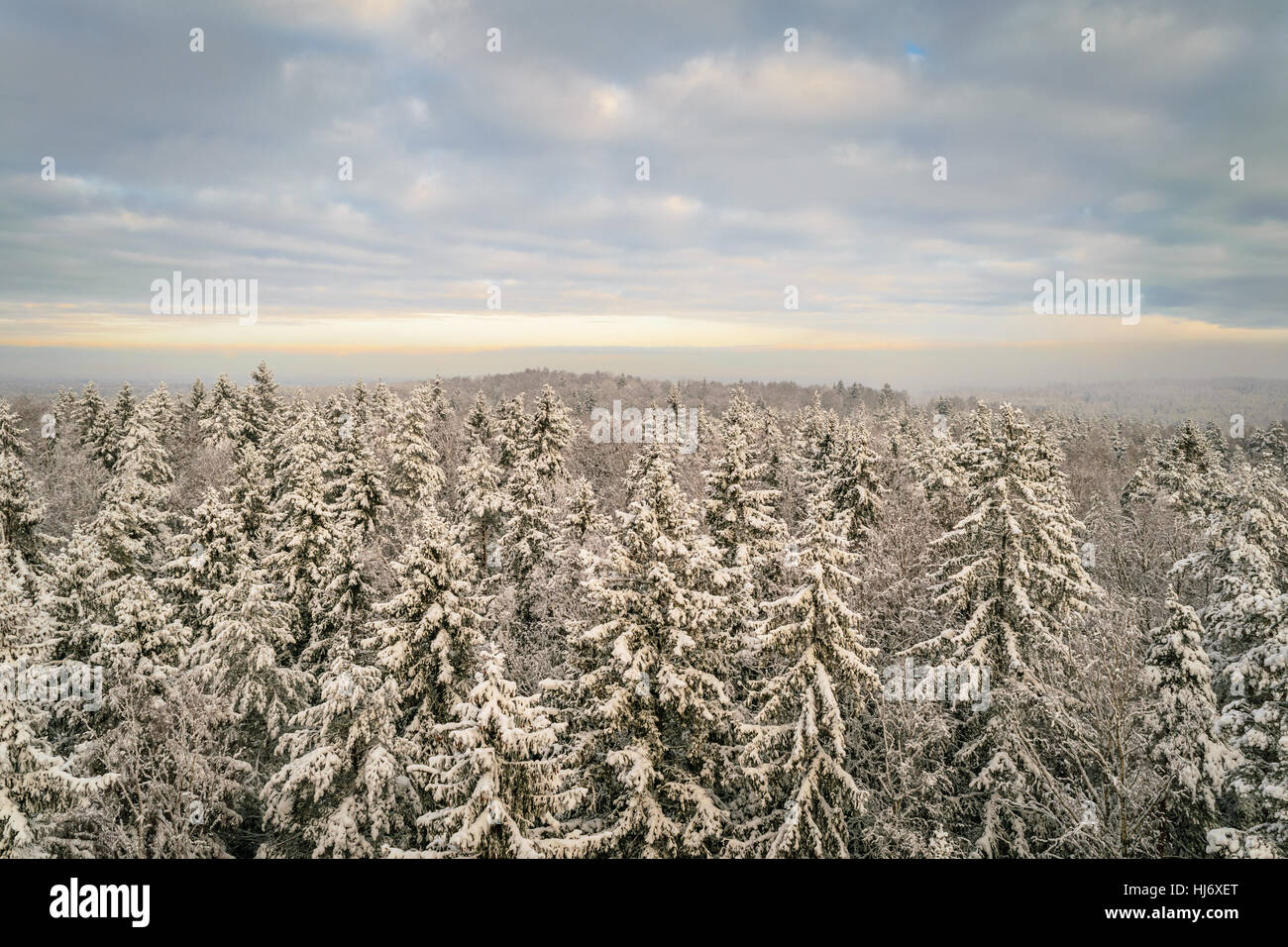 La forêt enneigée des épinettes en hiver avec les nuages Photo Banque D'Images