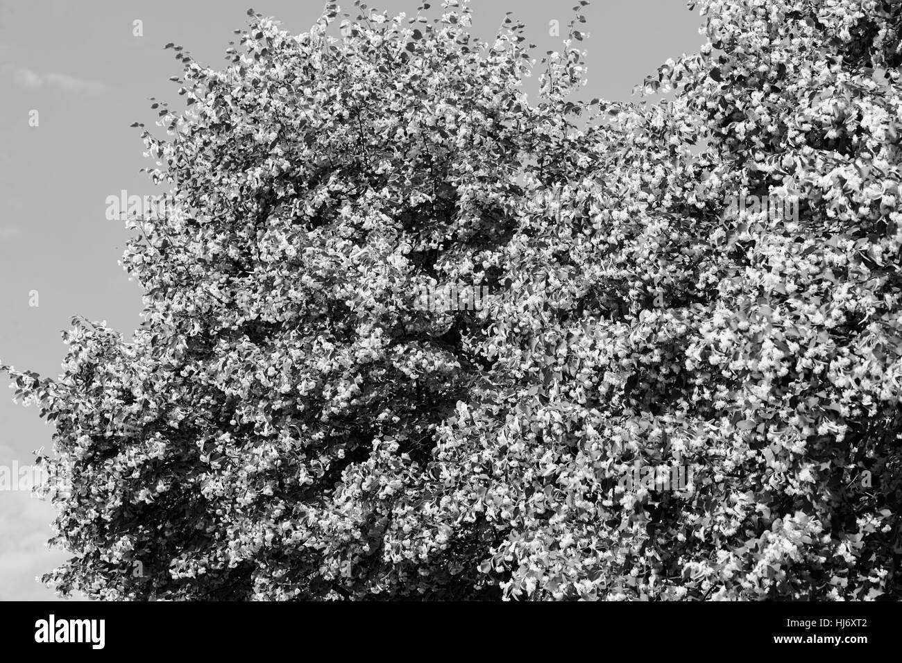 Tilleul en fleurs avec ciel bleu derrière, note faible profondeur de champ Banque D'Images Tilleul en fleurs avec ciel bleu derrière, note faible profondeur de champ Banque D'Images