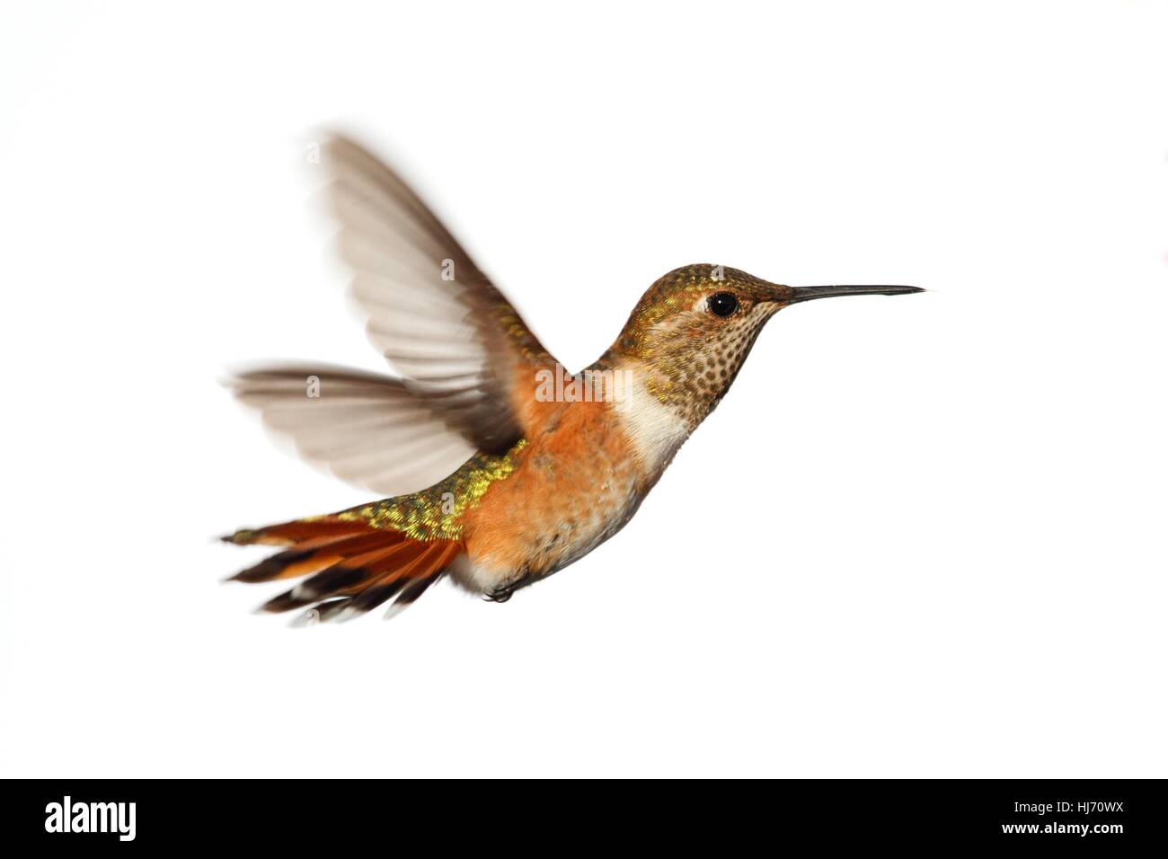 Isolées, des mammifères, des oiseaux, faune, sauvage, oiseaux, plumes, aile, de la faune, Banque D'Images