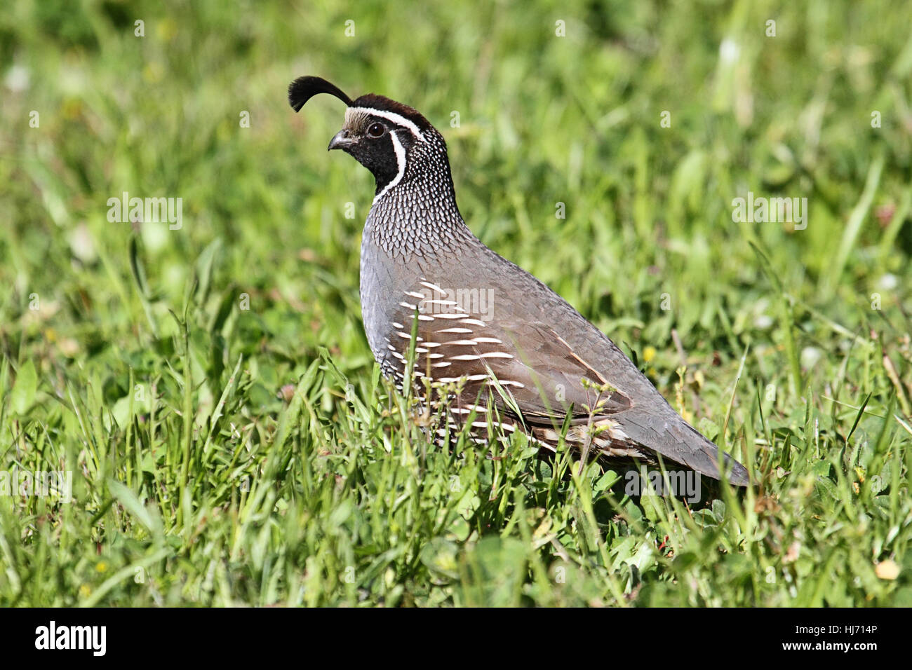 Des mammifères, des oiseaux, faune, sauvage, les oiseaux, la faune, l'ornithologie, la caille, colorées, Banque D'Images