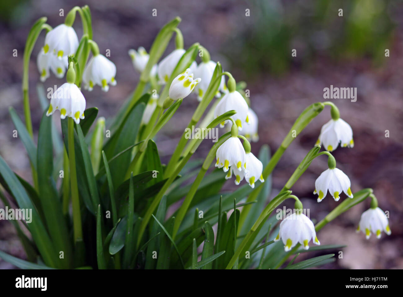 Macro, close-up, macro, admission vue en gros, parc, fleur, plante, vide, Banque D'Images