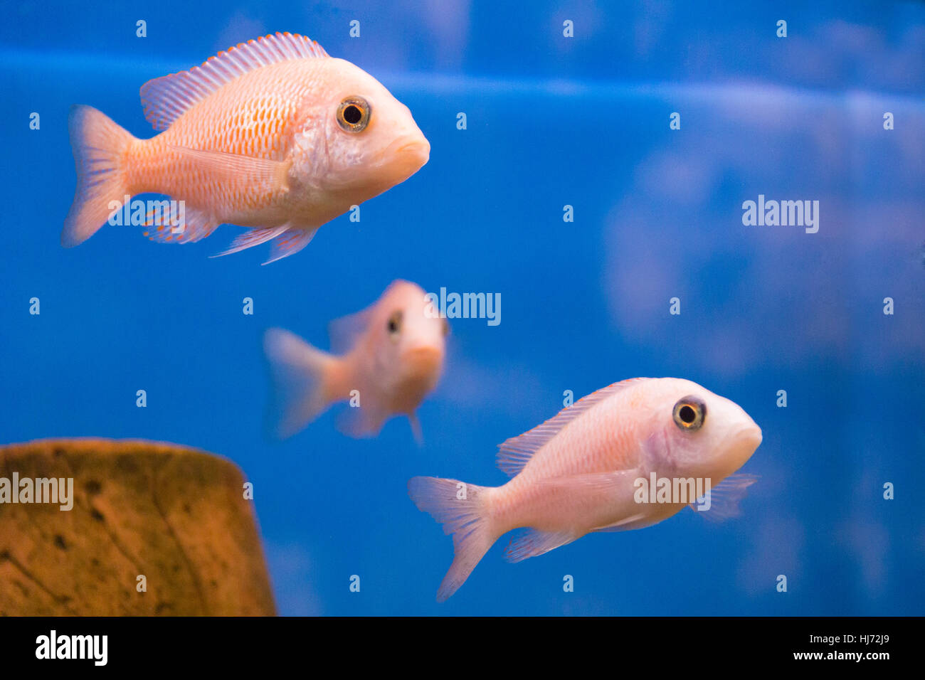 Photo de poissons d'aquarium d'eau douce aulonocara Banque D'Images