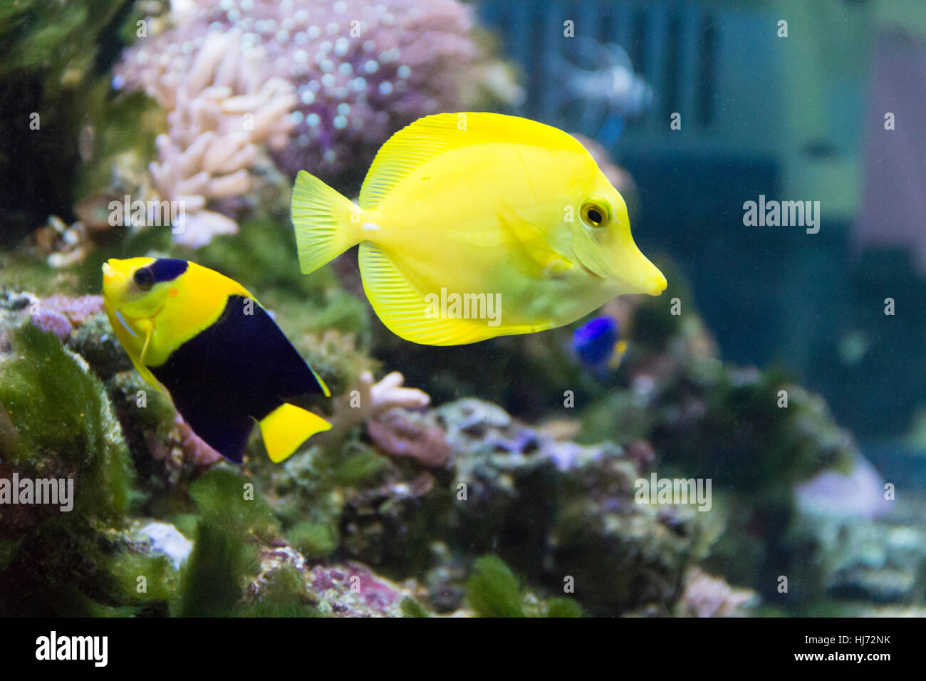 Photo de poissons anges et zebrasoma dans l'aquarium Banque D'Images