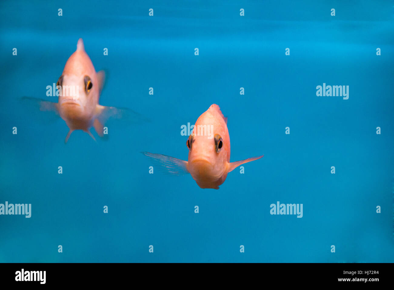 Photo de poissons d'aquarium d'eau douce aulonocara Banque D'Images