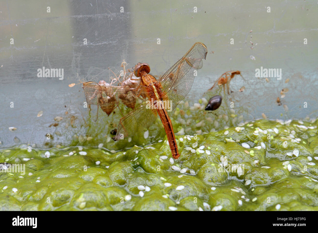 Une politique commune de vert (Sympetrum striolatum) dragonfly sortant de son stade de nymphe, au Royaume-Uni. Banque D'Images