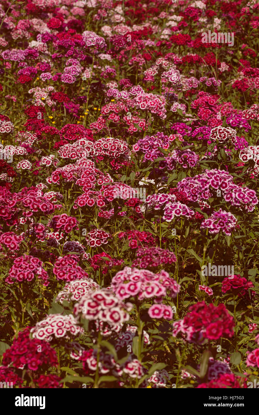 Fleurs sauvages à la carnation, note faible profondeur de champ Banque D'Images