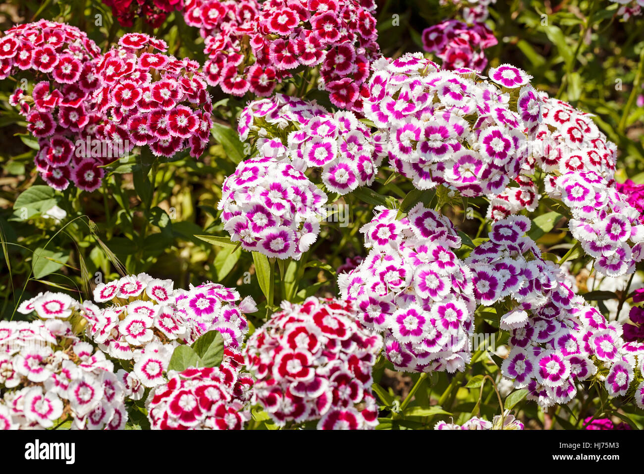 Fleurs sauvages à la carnation, note faible profondeur de champ Banque D'Images