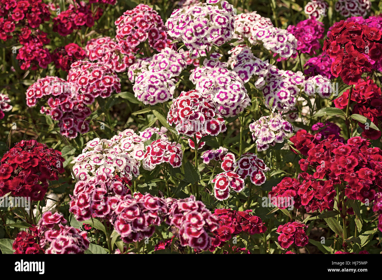 Fleurs sauvages à la carnation, note faible profondeur de champ Banque D'Images
