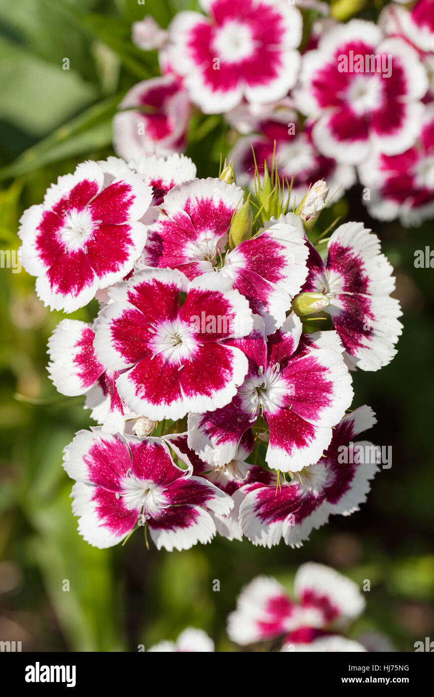 Fleurs sauvages à la carnation, note faible profondeur de champ Banque D'Images