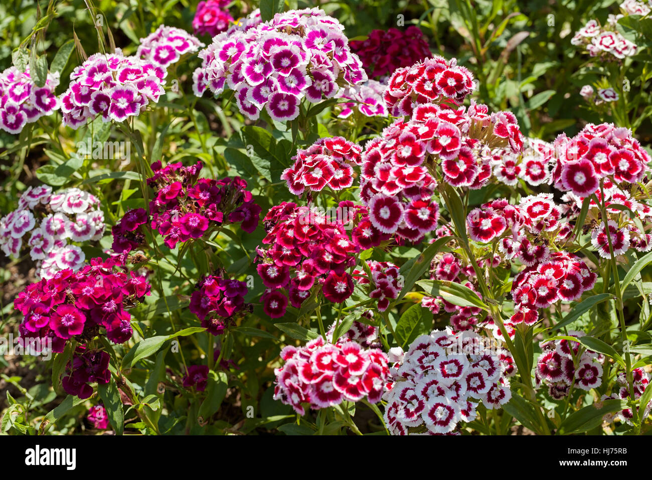 Fleurs sauvages à la carnation, note faible profondeur de champ Banque D'Images