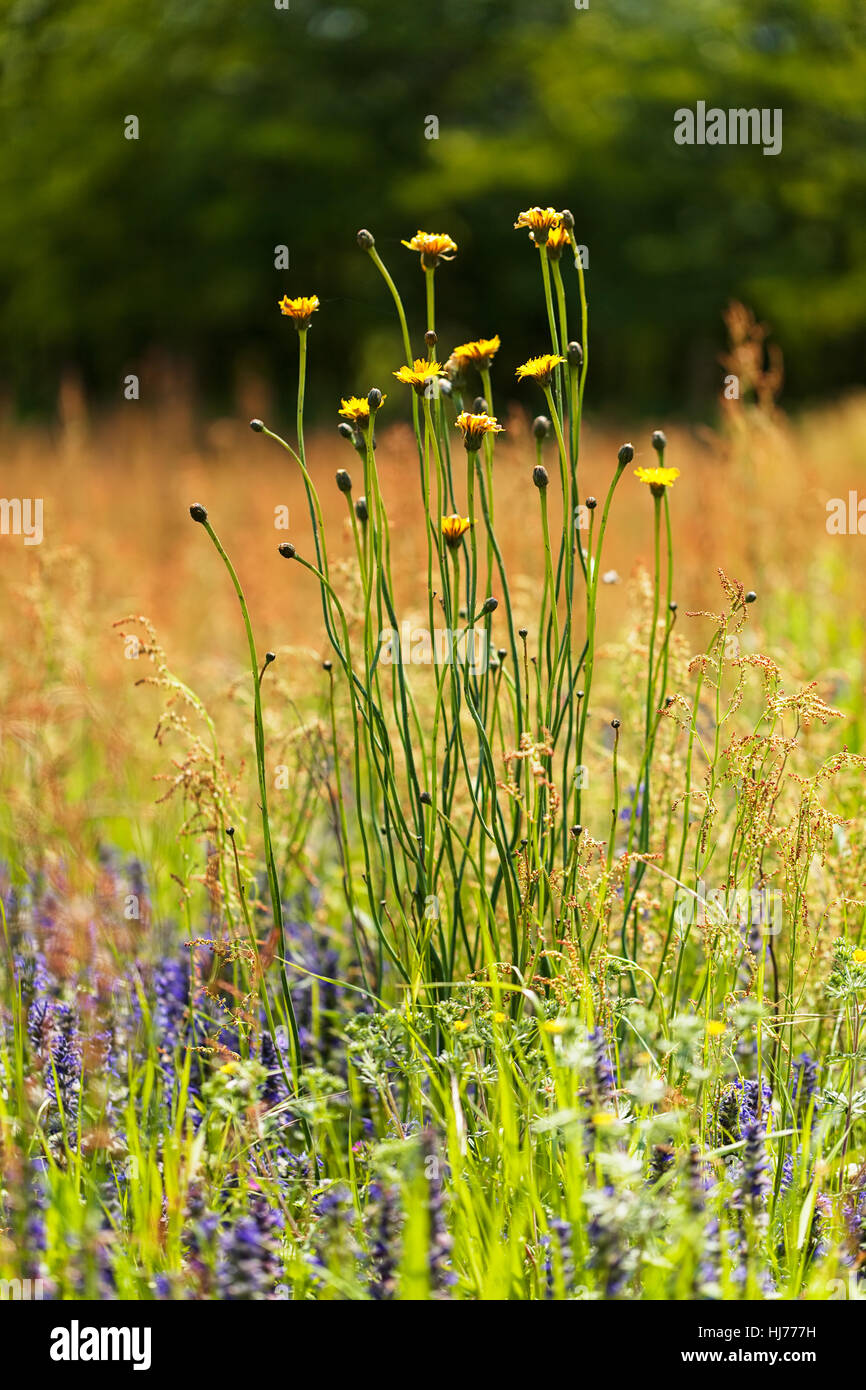 Pissenlit jaune avec des fleurs sauvages autour de sur le terrain, note faible profondeur de champ Banque D'Images
