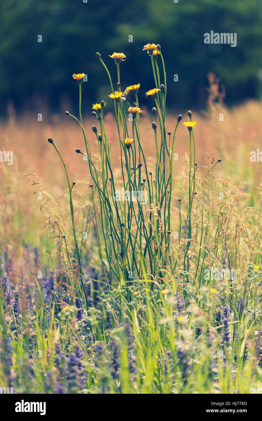 Pissenlit jaune avec des fleurs sauvages autour de sur le terrain, note faible profondeur de champ Banque D'Images
