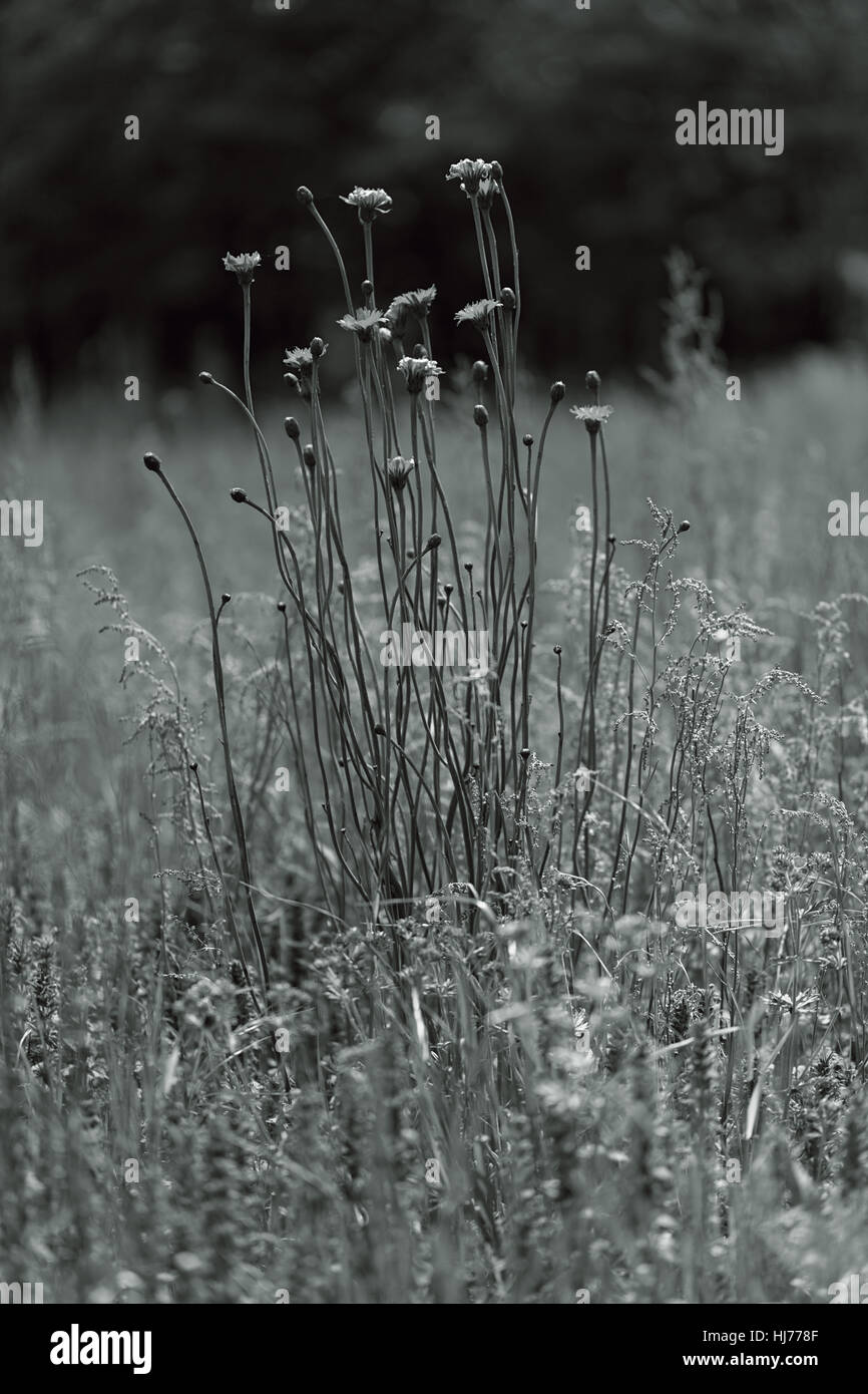 Pissenlit jaune avec des fleurs sauvages autour de sur le terrain, note faible profondeur de champ Banque D'Images