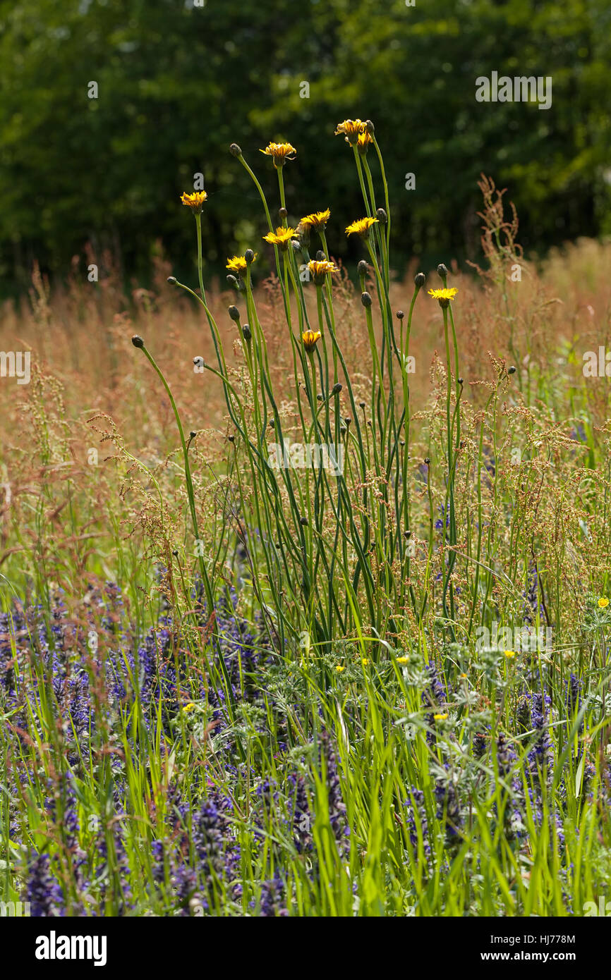 Pissenlit jaune avec des fleurs sauvages autour de sur le terrain, note faible profondeur de champ Banque D'Images
