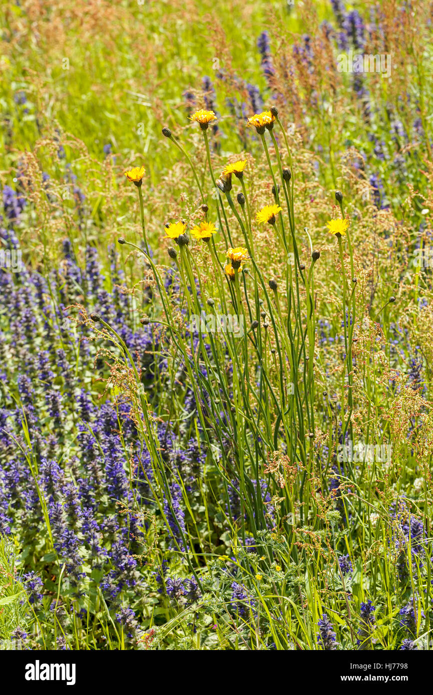 Pissenlit jaune avec des fleurs sauvages autour de sur le terrain, note faible profondeur de champ Banque D'Images