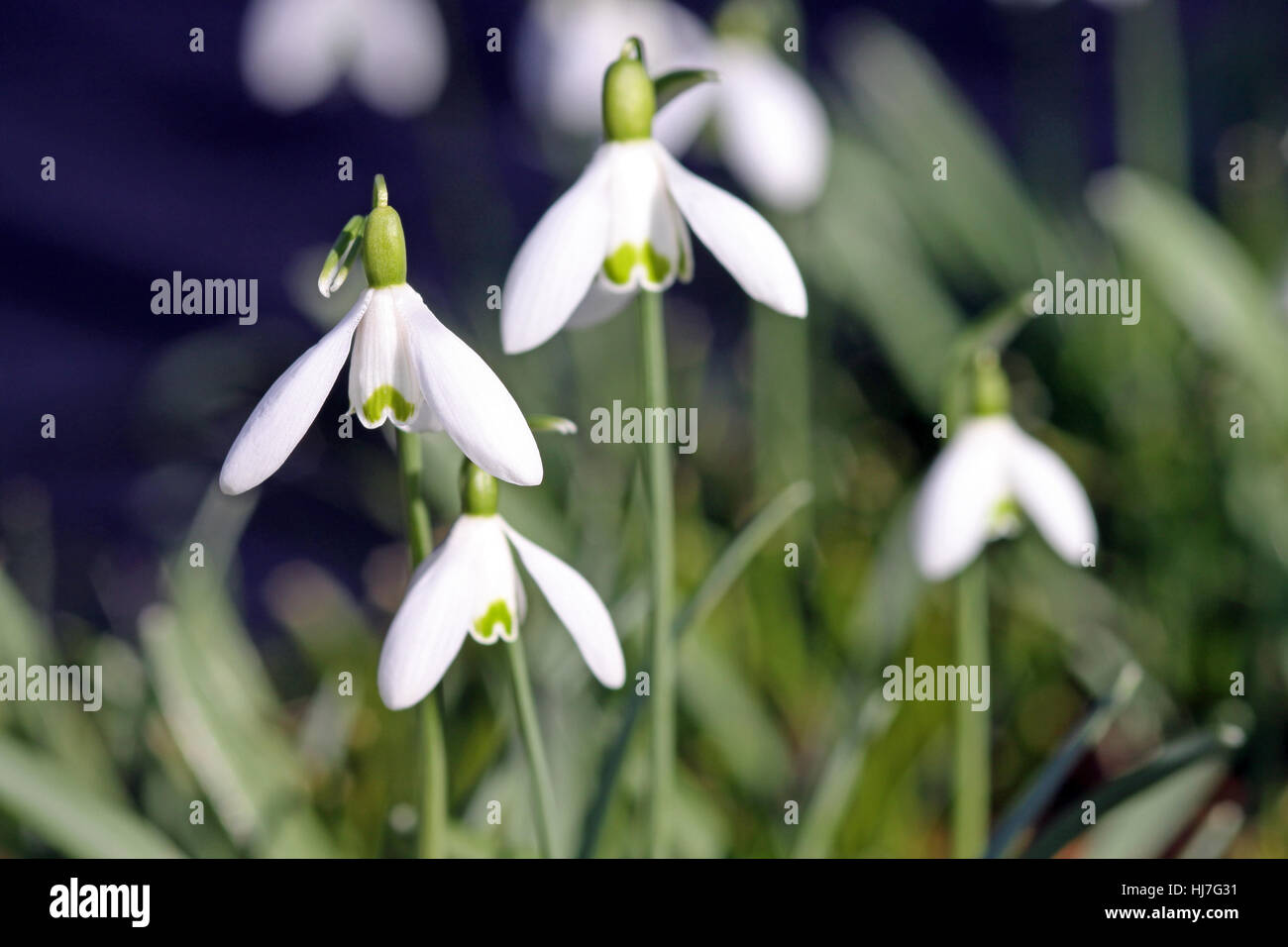 Macro, close-up, macro, admission vue en gros, fleur, plante, snowdrop, pâle, Banque D'Images