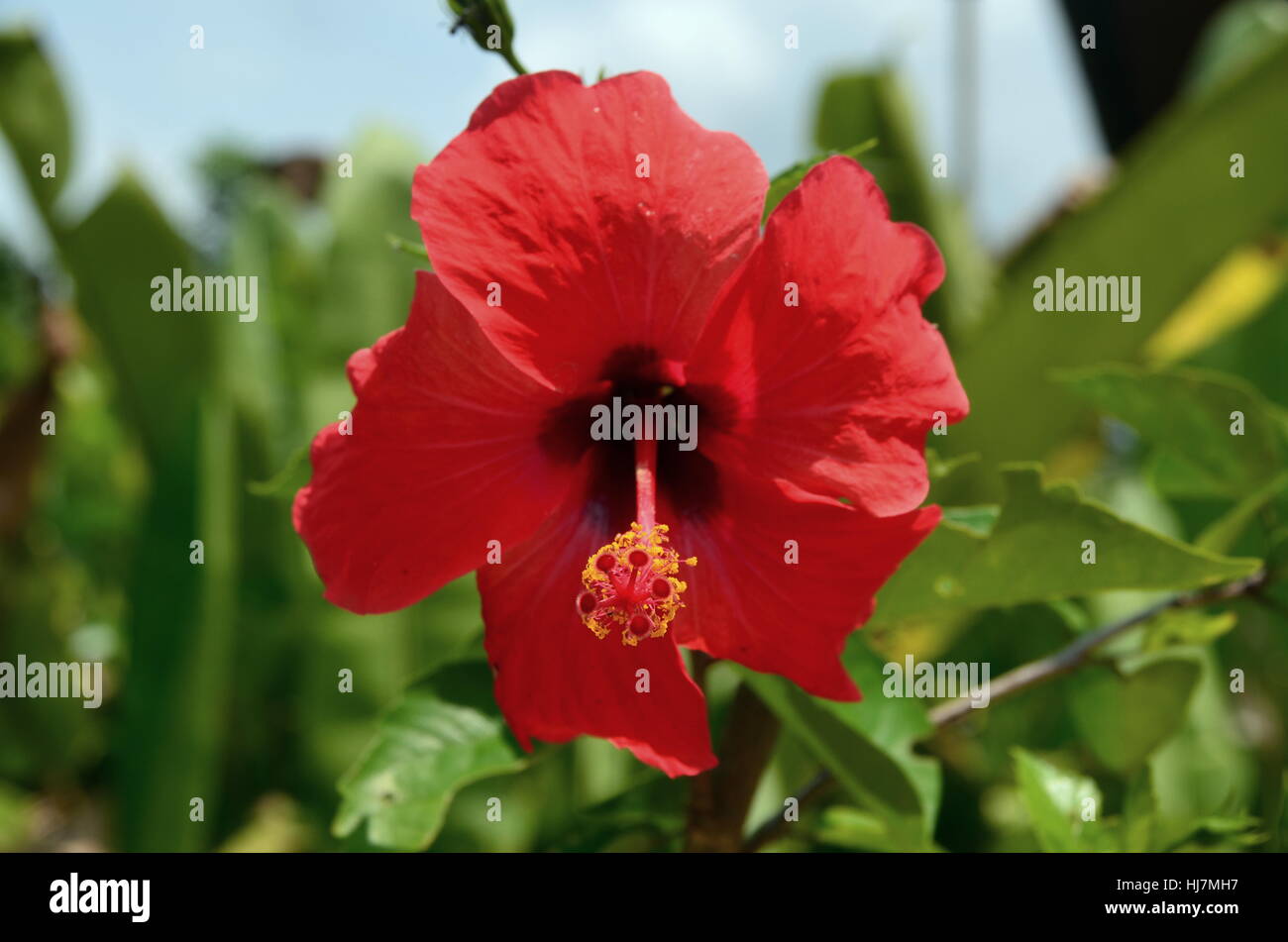 Fleur, plante, stamp-pad, rouge, jaune, fleur, plante, vert, Bloom, s'épanouir, Banque D'Images