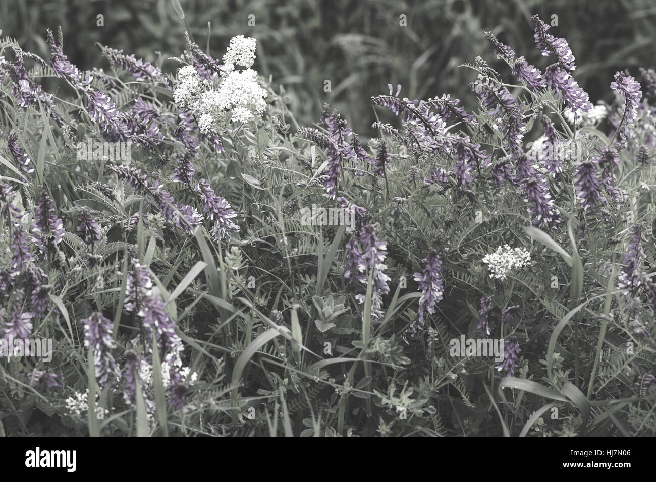 Fleurs violettes sauvages dans l'herbe verte, note faible profondeur de champ Banque D'Images