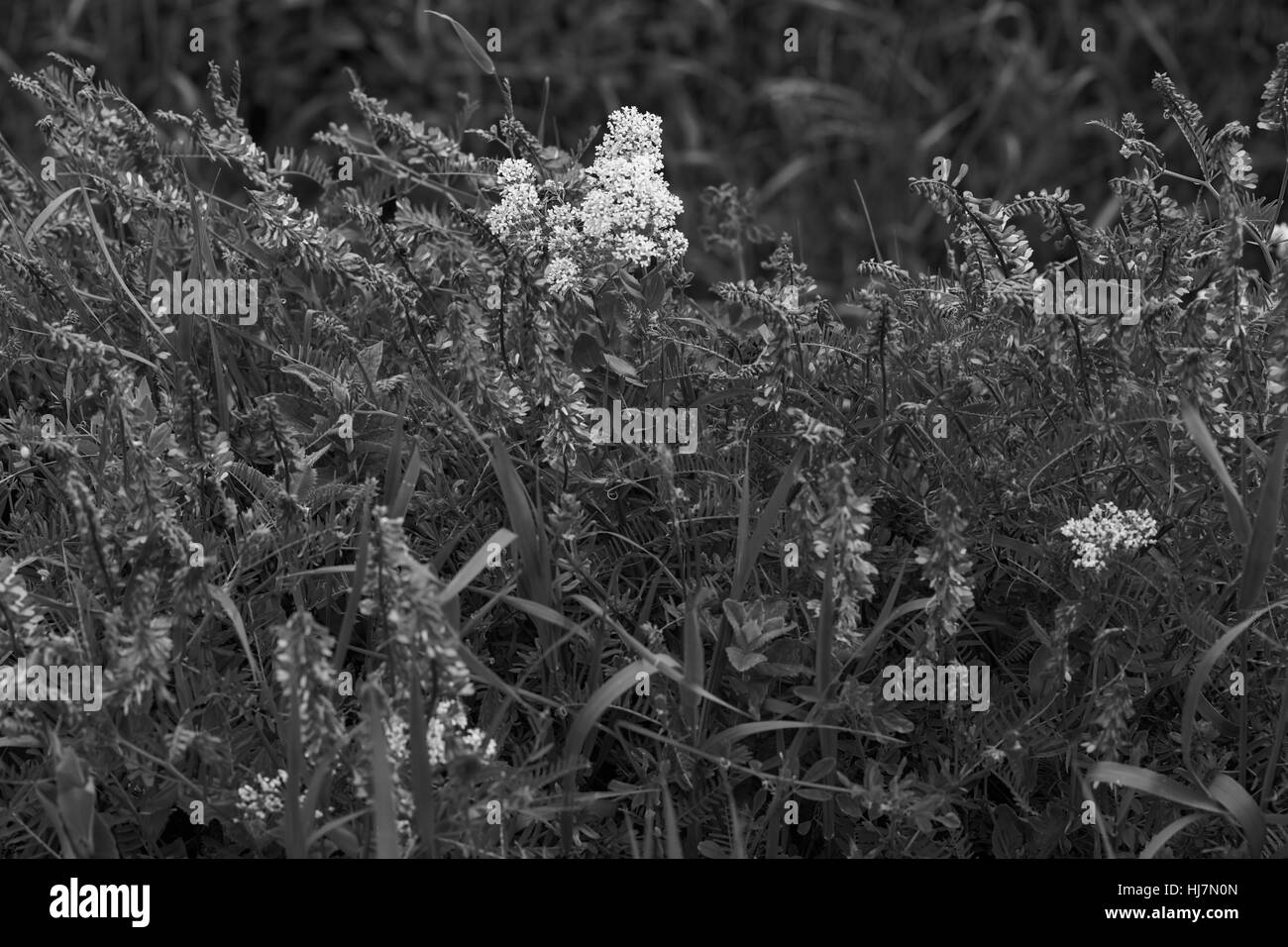 Fleurs violettes sauvages dans l'herbe verte, note faible profondeur de champ Banque D'Images