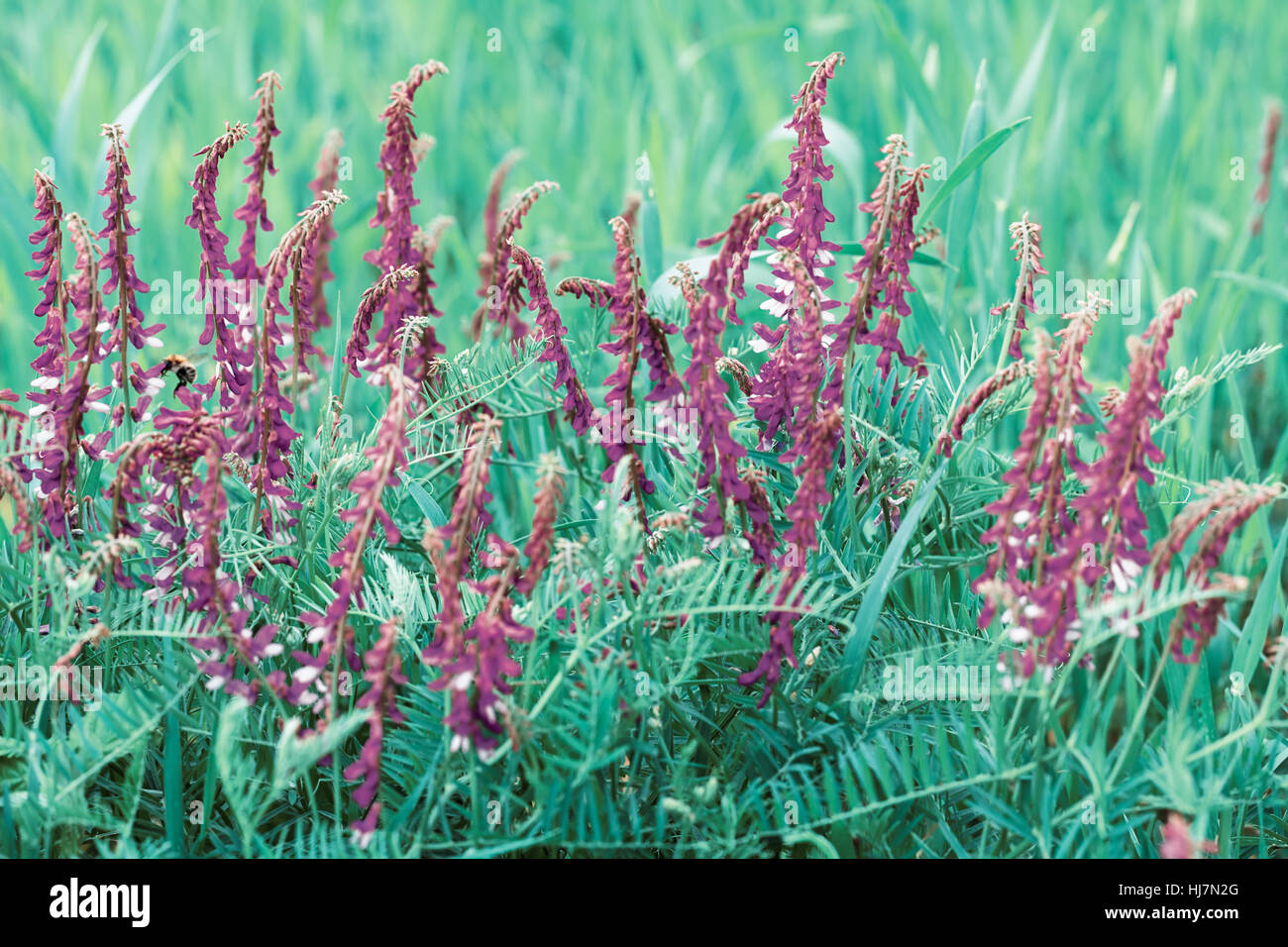 Fleurs violettes sauvages dans l'herbe verte, note faible profondeur de champ Banque D'Images