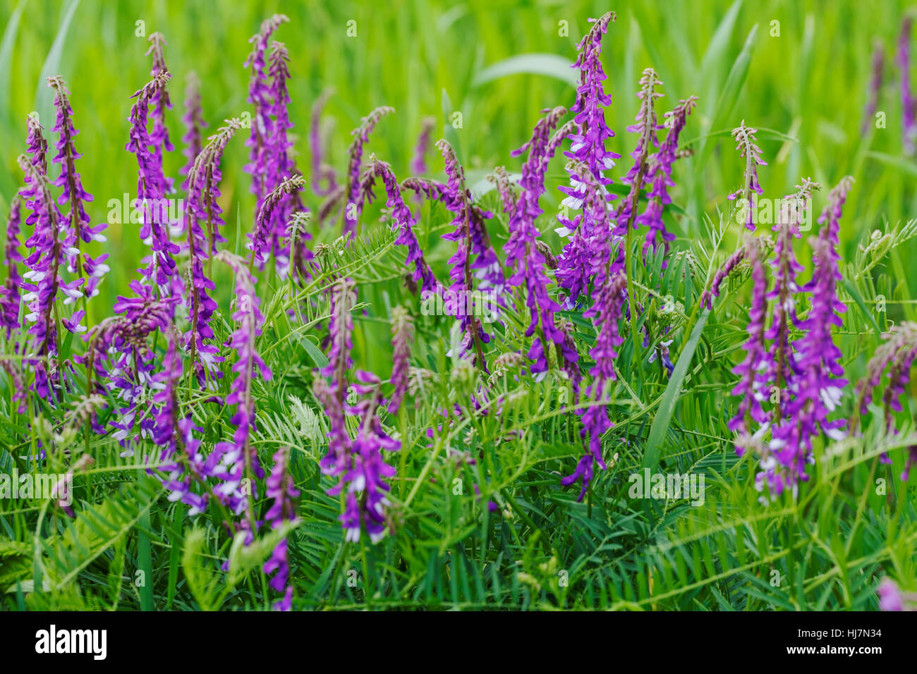 Fleurs violettes sauvages dans l'herbe verte, note faible profondeur de champ Banque D'Images