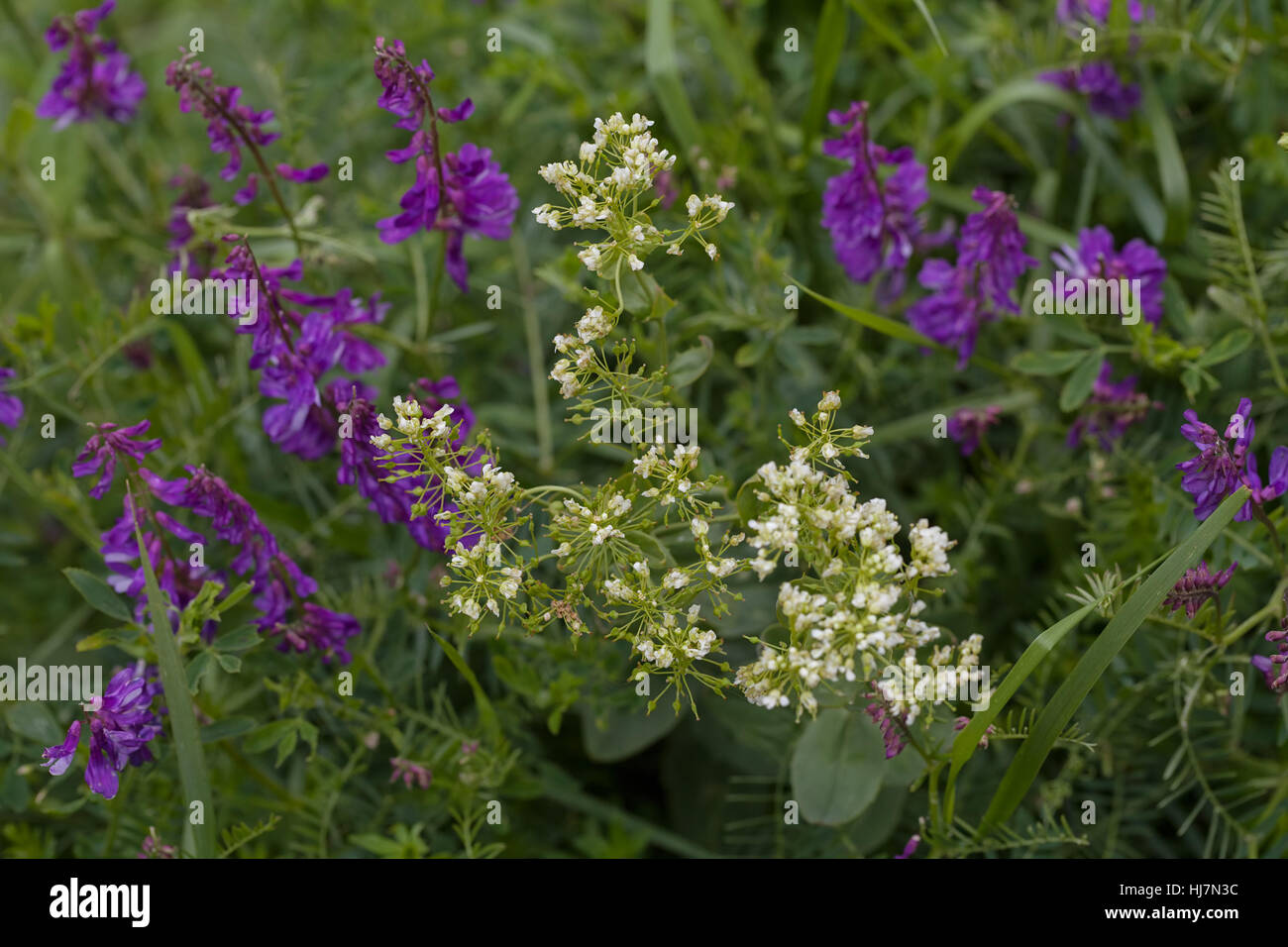 Fleurs violettes sauvages dans l'herbe verte, note faible profondeur de champ Banque D'Images