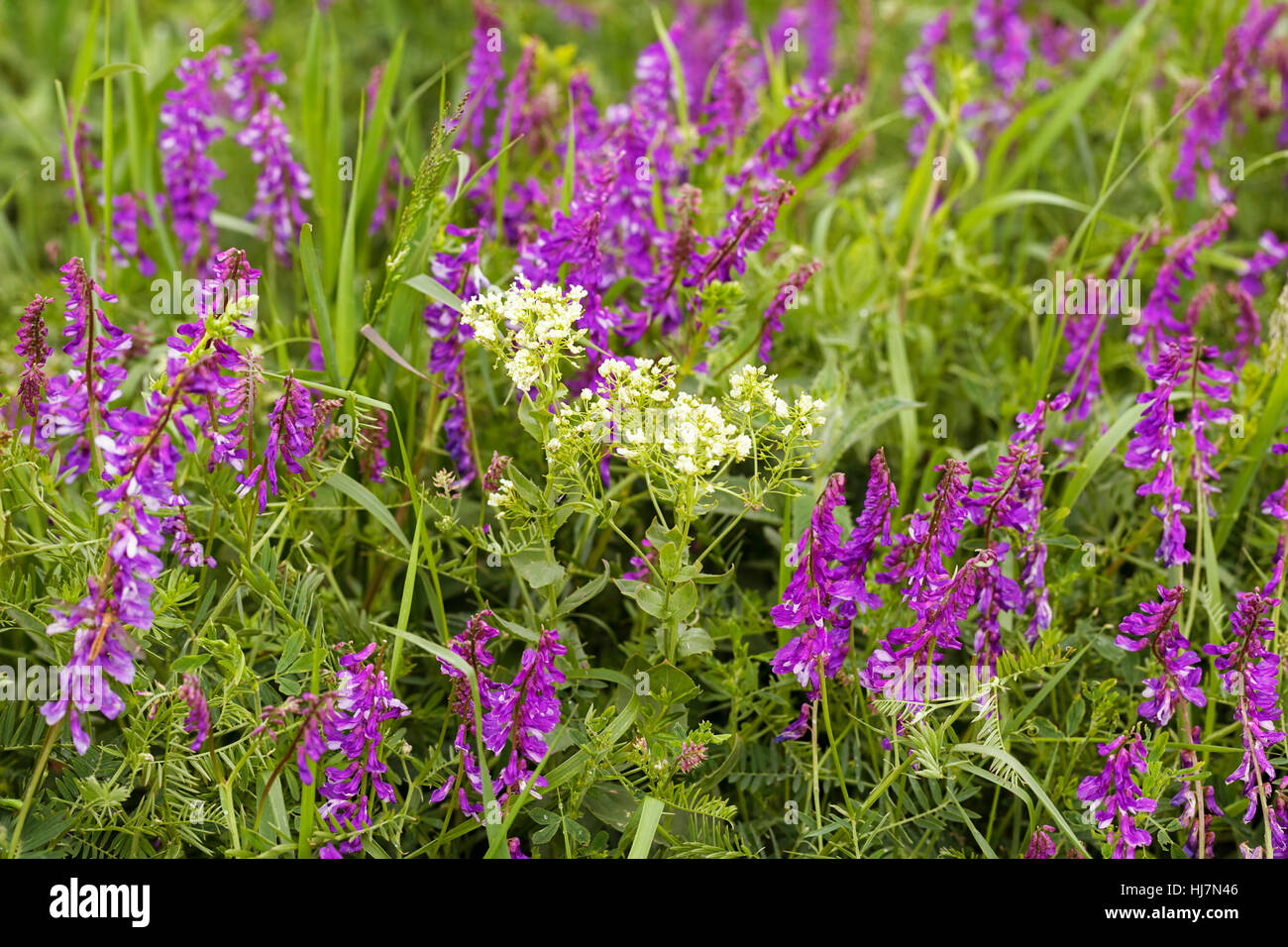 Fleurs violettes sauvages dans l'herbe verte, note faible profondeur de champ Banque D'Images