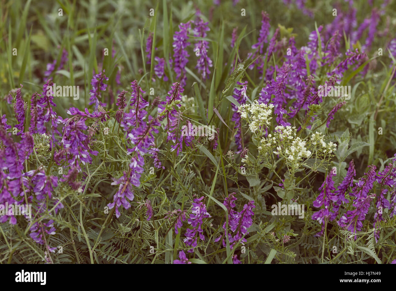 Fleurs violettes sauvages dans l'herbe verte, note faible profondeur de champ Banque D'Images