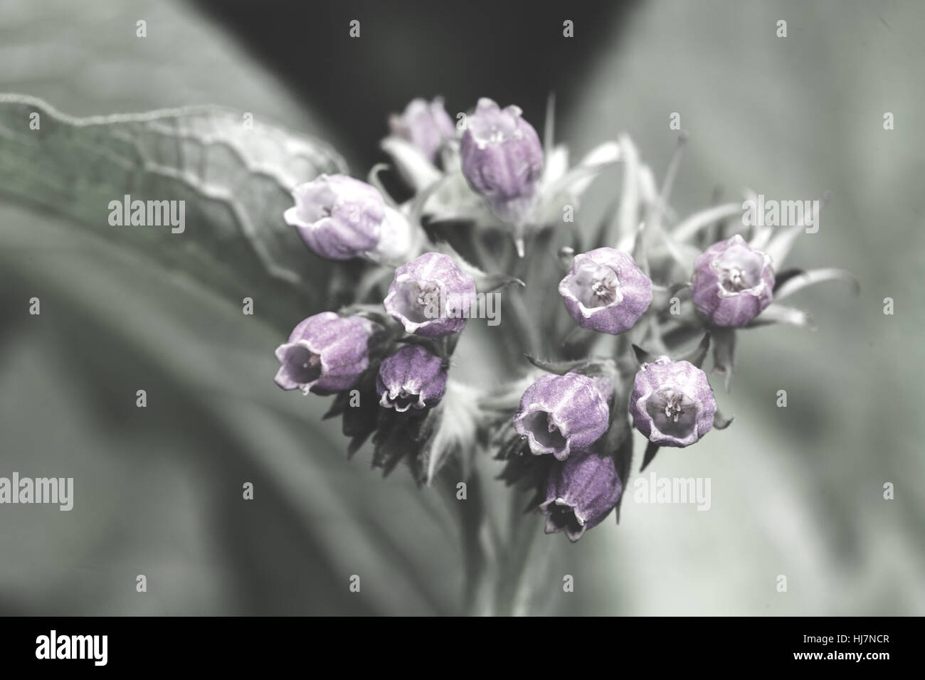 Fleurs violettes sauvages sur le fond vert, note faible profondeur de champ Banque D'Images