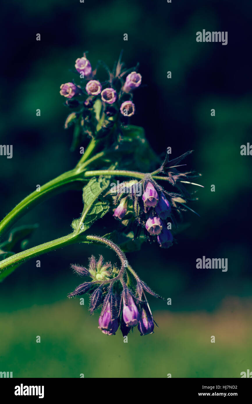 Fleurs violettes sauvages sur le fond vert, note faible profondeur de champ Banque D'Images