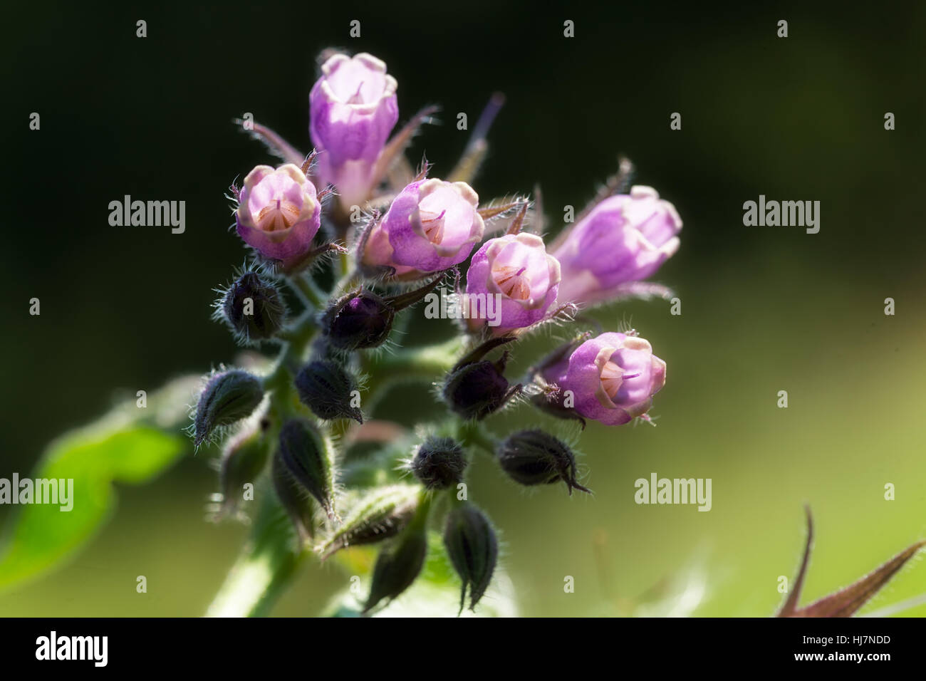 Fleurs violettes sauvages sur le fond vert, note faible profondeur de champ Banque D'Images