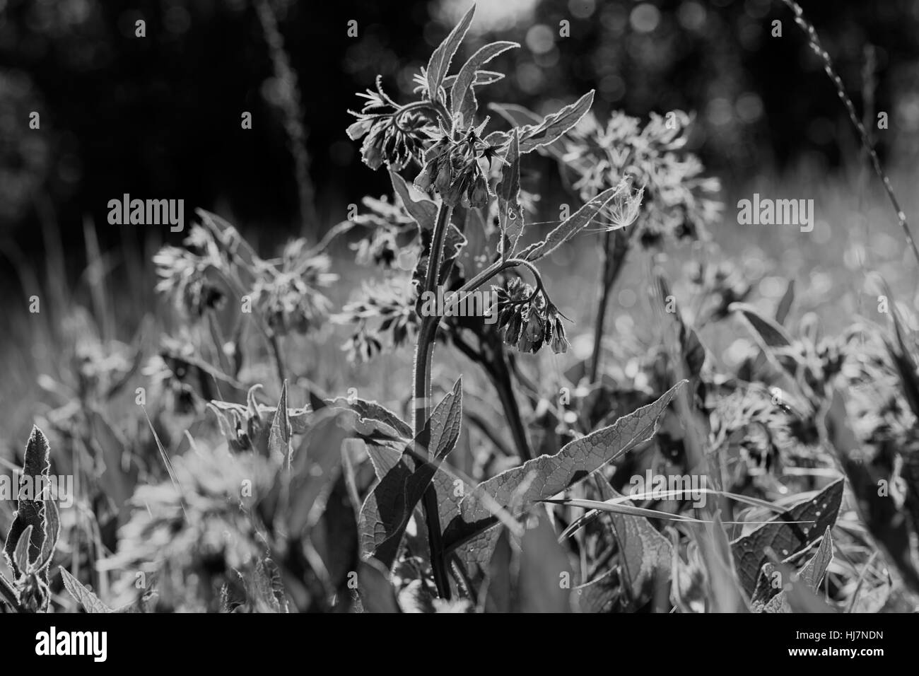 Fleurs violettes sauvages dans l'herbe verte, note faible profondeur de champ Banque D'Images